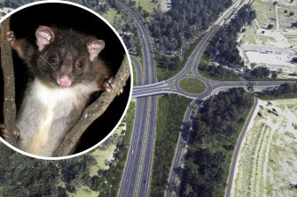 Seventy-two western ringtail possums could be displaced by the co<em></em>nstruction of the Bunbury Outer Ring Road.