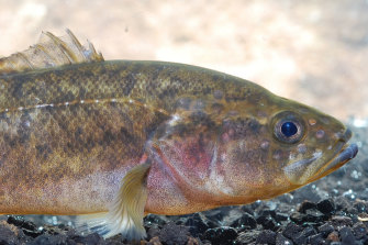 The nightfish is one of the nine endemic species to the South West of Australia.