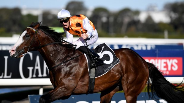 Blinding speed: Menari, an imposing son of Snitzel, is off to stand at Newgate Farm in the Hunter Valley. 

