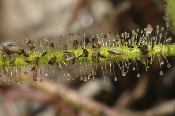 A close-up of a drosera finlaysoniana with captured prey being digested.