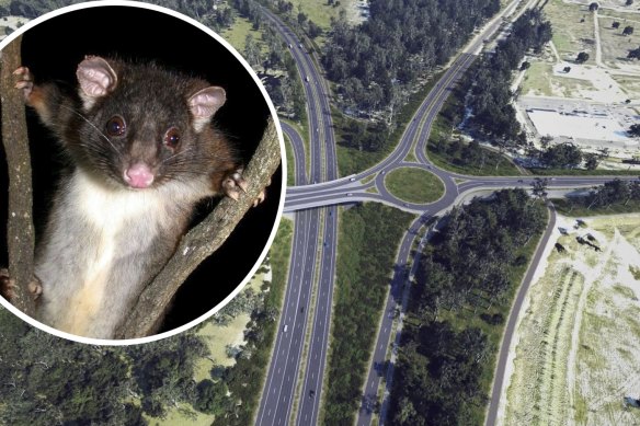 Environmental bureaucrats say the proposal is likely to have a significant impact on the possums, which will be “shepherded” into neighbouring territories. 