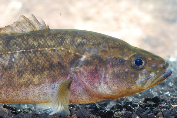 The nightfish is one of the nine endemic species to the South West of Australia.