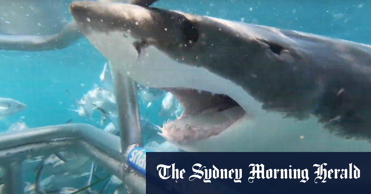 Great whites sharks: maybe they won’t need a bigger boat