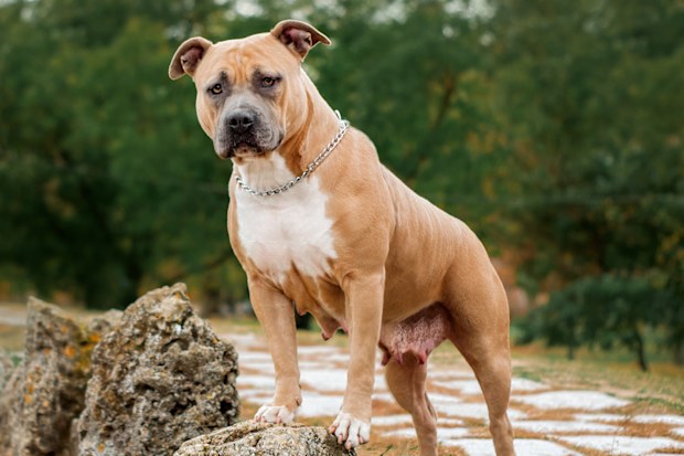 American Staffordshire terriers are top of the NSW dog attack list, based on government data covering September 2020 -  March 2021.
