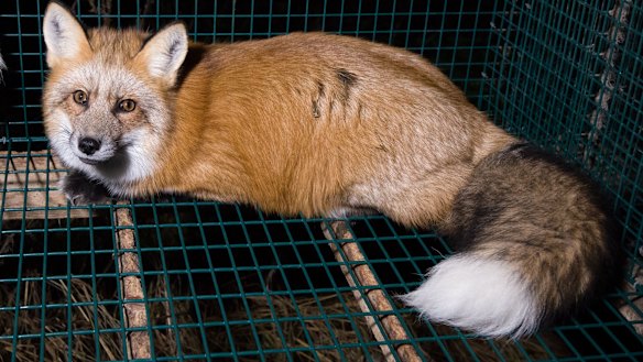 A fox in a cage at a fur farm in Finland.