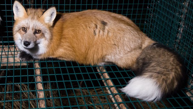 A fox in a cage at a fur farm in Finland.