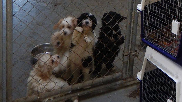 Puppies seized by the RSPCA from Anessa Blackwood's unregistered premises.