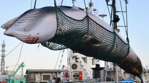 A minke whale, slaughtered by Japanese whalers, is unloaded in Kushiro on the island of Hokkaido.