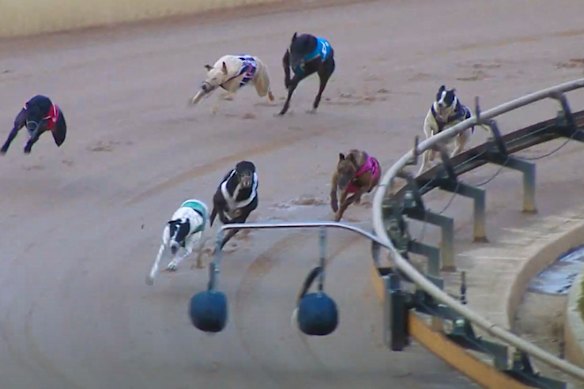Baba Bear - the black and white dog on the rail towards the rear of the field (top right of photo) - ran his one and only race in Ballarat. 