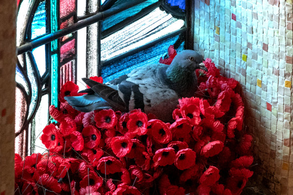 A pigeon has made its nest in the Australian War Memorial's Hall of Memory. 