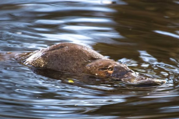 Platypus are among many species found only in Australia.