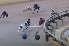 Baba Bear - the black and white dog on the rail towards the rear of the field (top right of photo) - ran his one and only race in Ballarat. 
