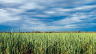 Potash is crucial to improving farming yields. 