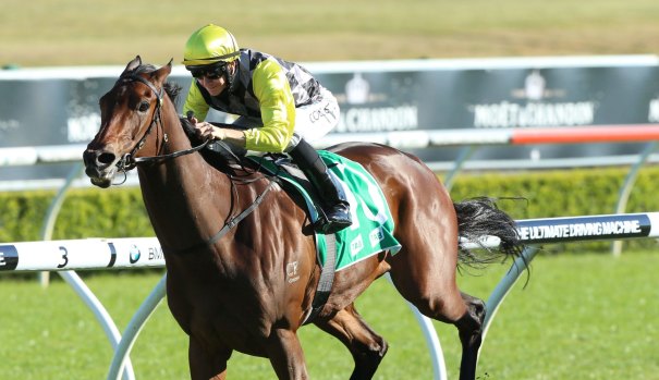 Knockout hope: Egyptian Symbol should get enough speed on in the Millie Fox Stakes to be a factor.