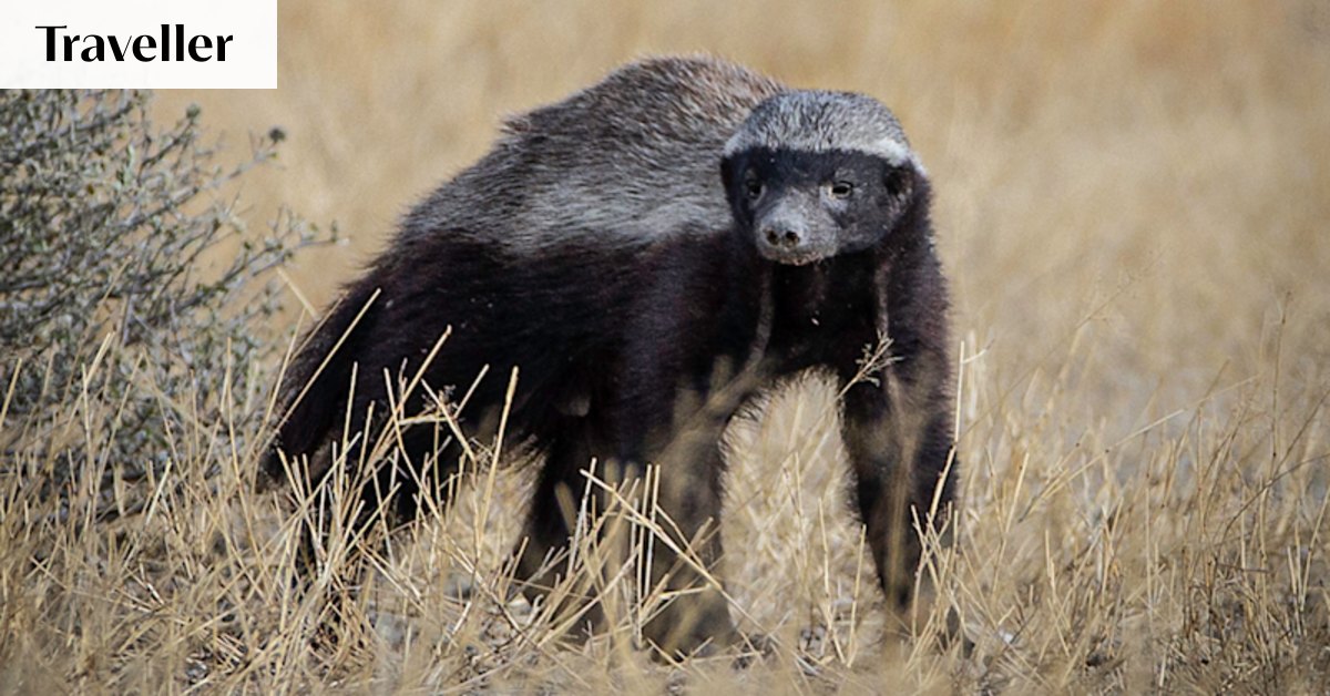 Move over, lions: The surprising African animal that even guides fear