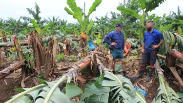 Australian Banana Growers’ Council chair Stephen Lowe speaks to Tony Alcock, who lost 50 per cent of his hanging fruit in the storms.