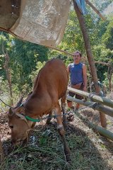 Kuzey Bali'li çiftçi Kadek Ardika, kesmeye çalıştığı enfekte inekle birlikte.