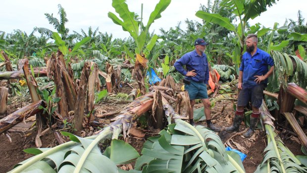 Australian Banana Growers’ Council chair Stephen Lowe speaks to Tony Alcock, who lost 50 per cent of his hanging fruit in the storms.