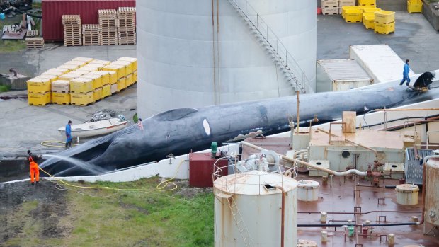 Big as a bus: A massive whale, believed to be a blue whale, that was slaughtered in Iceland.