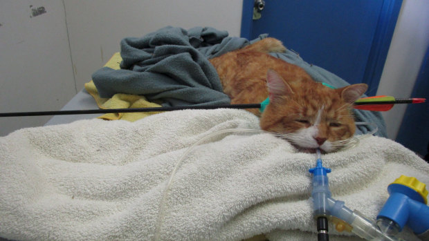 Beau the cat was found with an arrow through his neck.