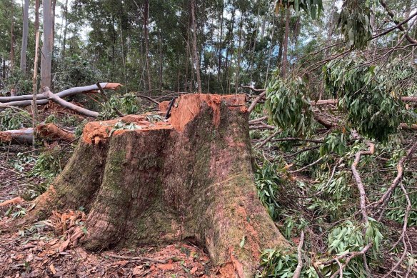 In 2020, the Herald reported on a giant tree allegedly felled by the Forestry Corporation of NSW in the Wild Cattle Creek State Forest, in breach of native forestry regulations.