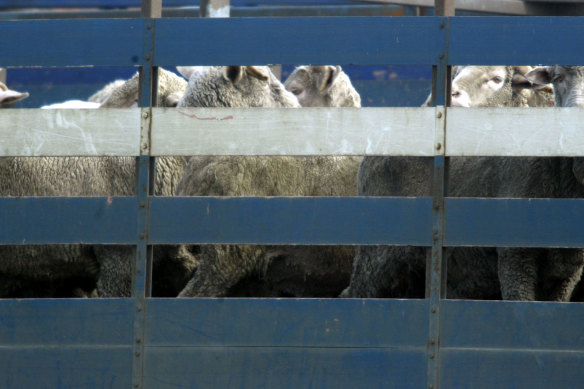 Farmers have pleaded with Prime Minister Anthony Albanese to halt the live export ban.