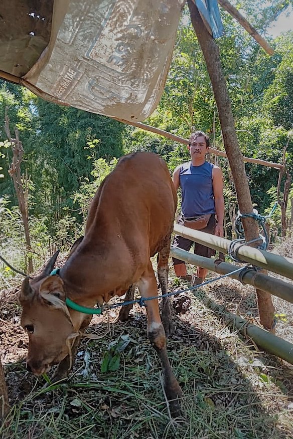 Northern Bali farmer Kadek Ardika with the infected cow he is trying to have slaughtered.