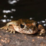 The search for extinct frogs starts in your home with your phone