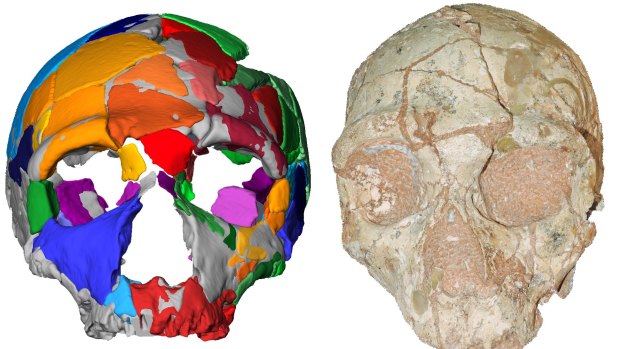 The computer reconstruction of Apidima 2, which has been confirmed as a Neanderthal skull.