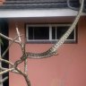 Yes, Brissie backyards come with snakes. Removing them creates another risk