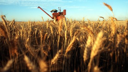 China's $6 billion trade stoush: Fears wheat is next Australian target