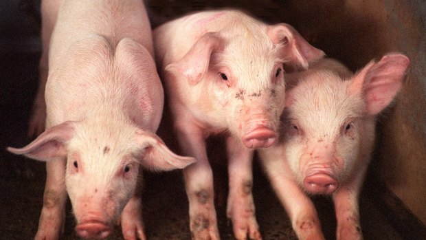 Australian pork producers are advised to ramp up biosecurity efforts following an outbreak of African Swine Fever overseas.