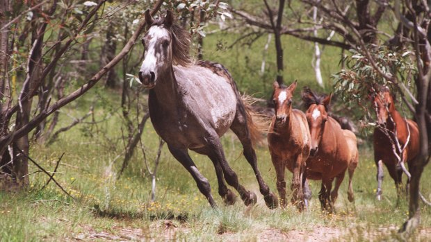 Pest or icon: Brumbies run free in the Snowy Mountains.