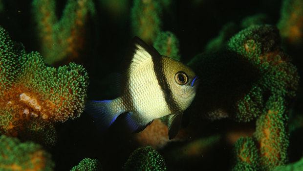 Newcomers: A headband damselfish swims amid a hard coral species now found off waters near Sydney.