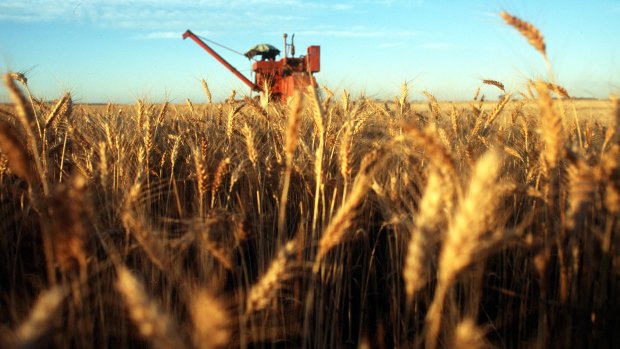 Australian wheat could be targeted by China's customs. 