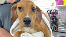 Goose was stolen from a Queensland shelter under the cover of darkness.