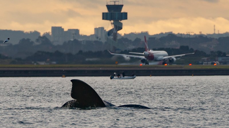 Scientists celebrate the rare visit of southern right whales to Sydney