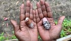 Noeleen Danjibana Lalara shows off some contemporary shell dolls.