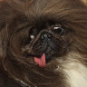 Wild Thang crowned world’s ugliest dog after five tries