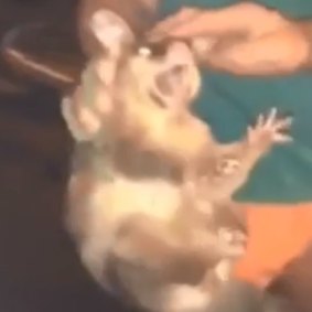 Possum writhes in fear in one of the RSPCA videos. 