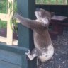 Dead koala found 'screwed' to post at south-east Queensland park