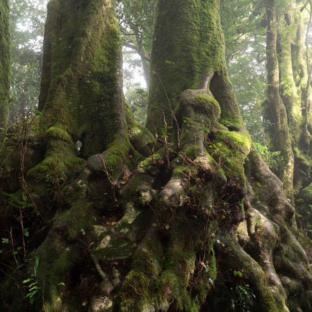 Antarctic beech (Nothofagus moorei), a link to the ancient forests of Gondwana, in Springbrook National Park in Queensland.
