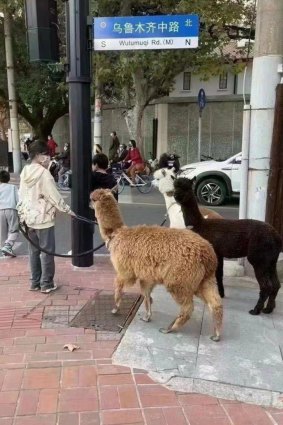 This image of a woman who took three alpacas onto a street in Shanghai has become a meme widely shared among disaffected young Chinese people as a form of protest against their leadership. 