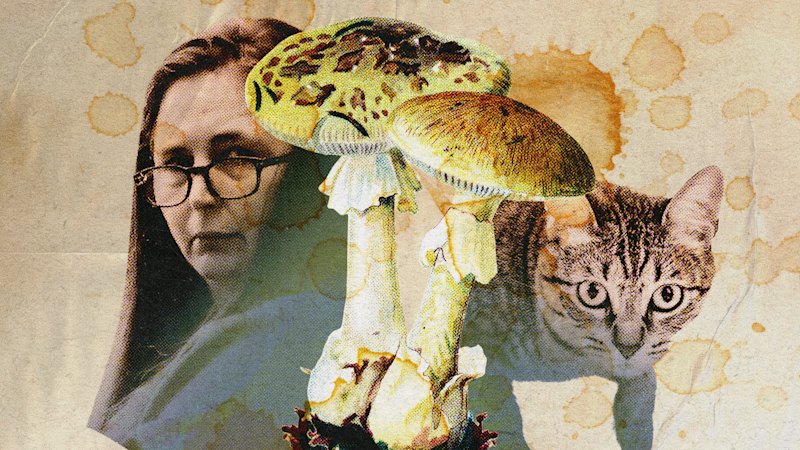 Erin Patterson appeal hinges on mushroom-foraging claim and alleged social media evidence
