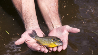 A sunfish caught by hand in the flood waters in Brittons Neck, South Carolina.
