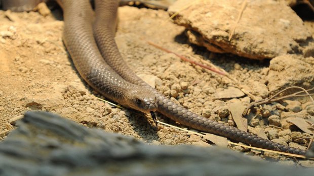The eastern brown snake can be found in Canberra.