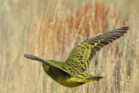 The 2017 image of the night parrot.  