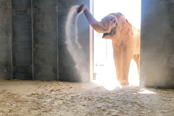 Luk Chai exploring his new home at Werribee Open Range Zoo.