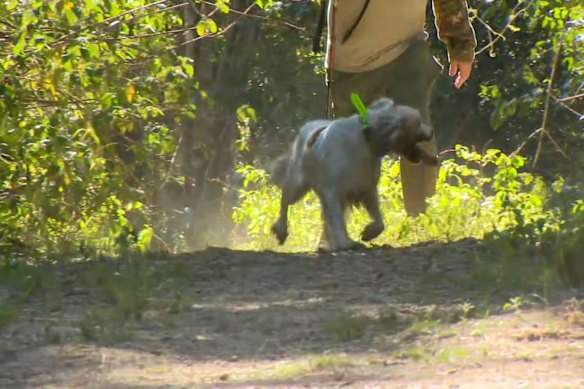 Police said the Good Night Scrub National Park was a “crucial” part of their search on the weekend, bringing in sniffer dogs to scour the bushland.