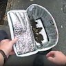 Some of the nine ducklings now safe and sound in a Woolies bag.